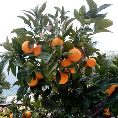Hortenzija * Baška Voda