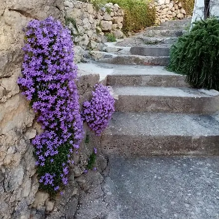 Hortenzija Baška Voda