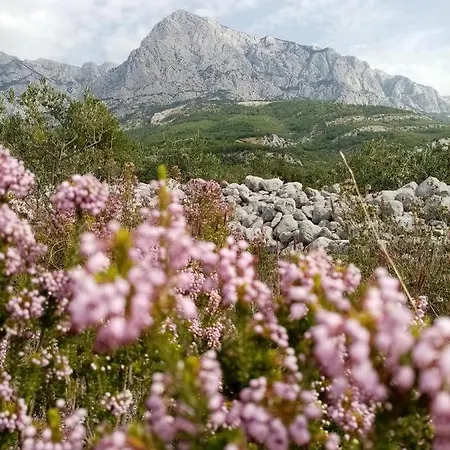 Apartament Hortenzija Baška Voda